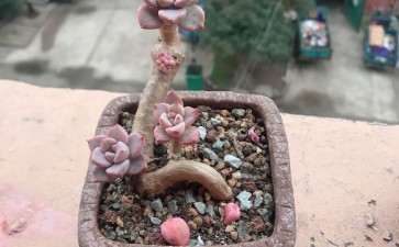 无锡 阳台露养的多肉 可以吗 图片