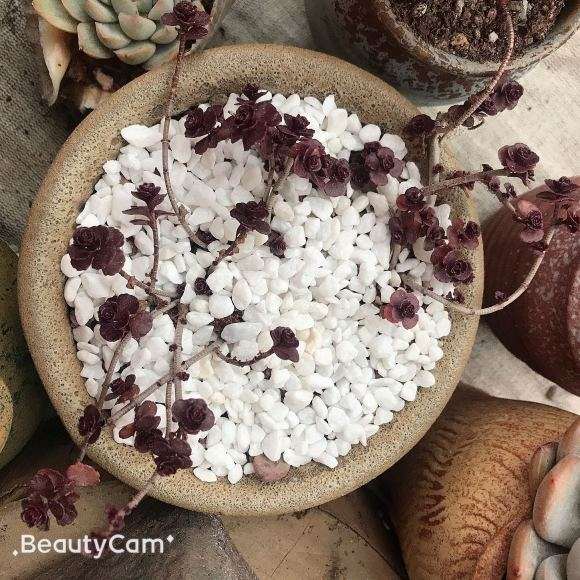 无锡 阳台露养的多肉 可以吗 图片