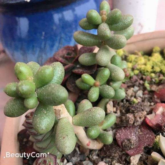 无锡 阳台露养的多肉 可以吗 图片