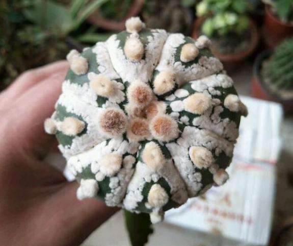 仙人球多肉在冬季可以断水吗