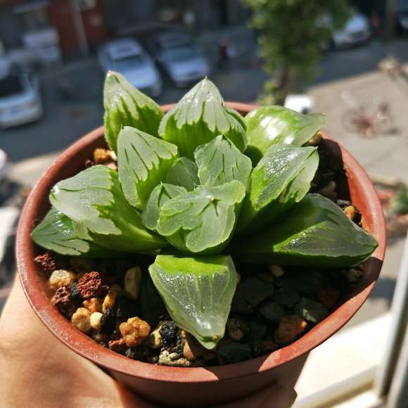 什么品种多肉植物不容易徒长