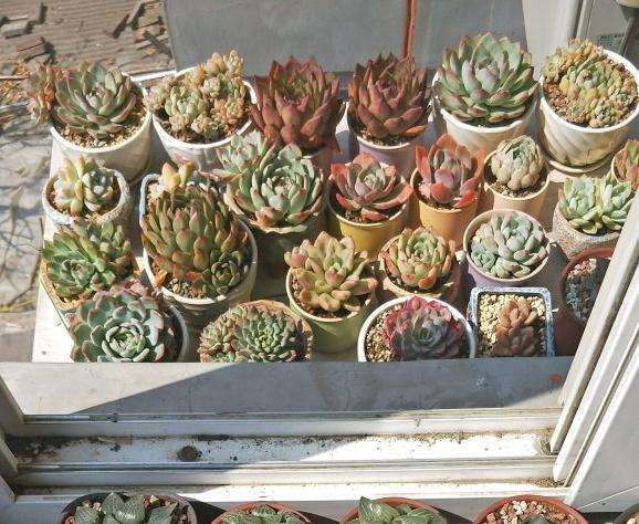 什么品种多肉植物不容易徒长