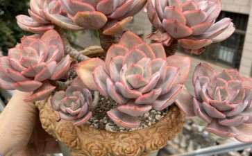 为什么朱莉丝多肉 玩的人少 图片