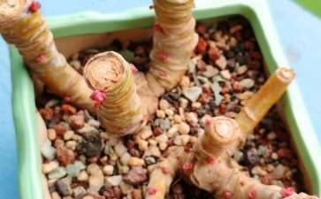 我想问下 多肉得白粉病用什么药