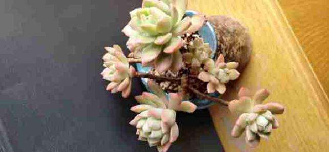 马库斯多肉扔到窗外半个月