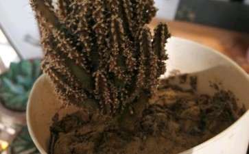 万重山多肉一点儿也不绿 要死了吗