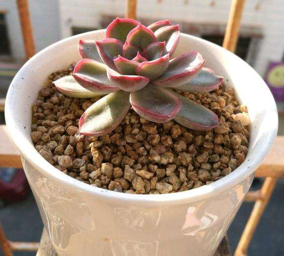 有红边的多肉是什么品种