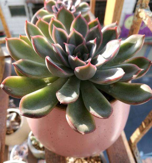 有红边的多肉是什么品种