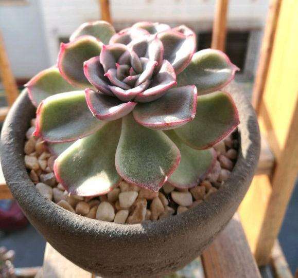 有红边的多肉是什么品种