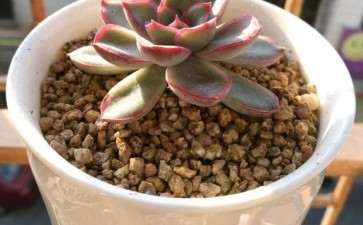 有红边的多肉是什么品种 图片