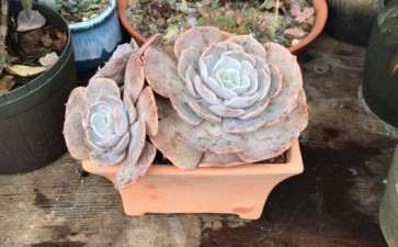 为什么多肉包邮区的冬天 不是雨就是冰