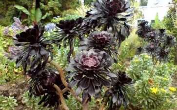 多肉法师怎么日常养护的3个方法