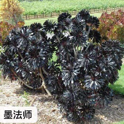 多肉法师怎么日常养护的3个方法