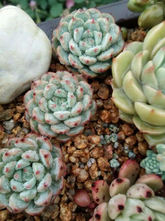 专家说多肉1个月不浇水