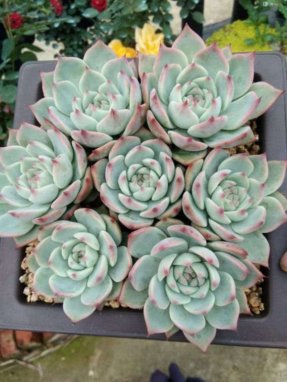 专家说多肉1个月不浇水