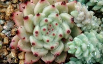 专家说多肉1个月不浇水 可以吗 图片