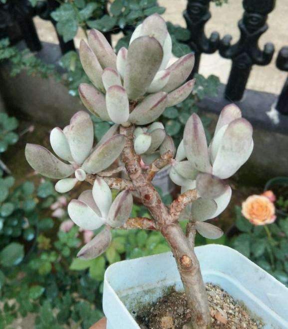 我的多肉 今年才只浇了两三次水