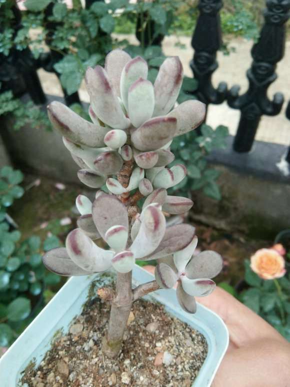 我的多肉 今年才只浇了两三次水