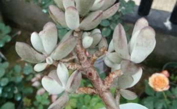 我的多肉 今年才只浇了两三次水 图片