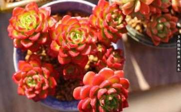 夏天怎么在车里养蒂亚多肉的方法