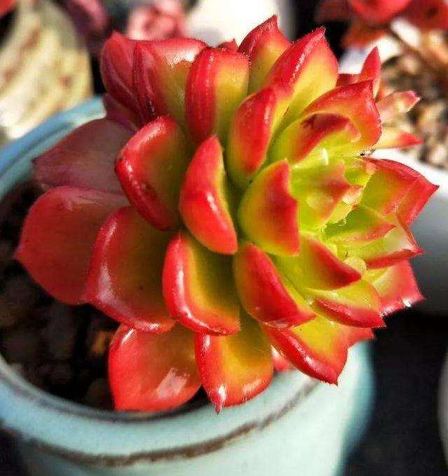 未服盆的多肉 1个月不浇水 有点难吧