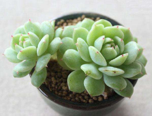 多肉服盆期怎么浇水水通风的方法