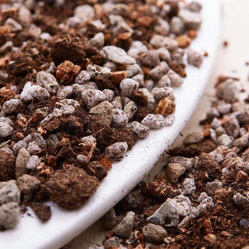 多肉怎么配土 比较好发根的那种