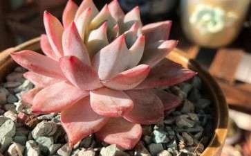 为什么多肉1个月不浇水 要先发根