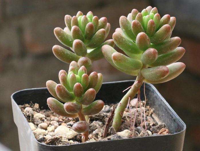 上学后 多肉四个多月没浇水 都瘪了