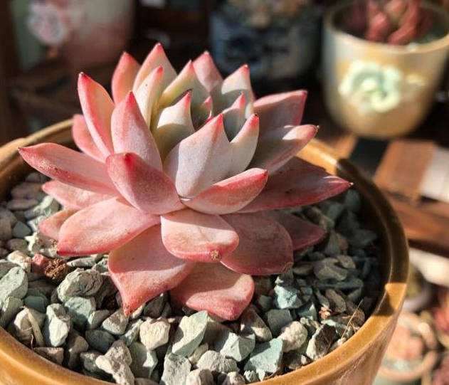 上学后 多肉四个多月没浇水 都瘪了