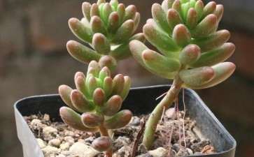 上学后 多肉四个多月没浇水 都瘪了