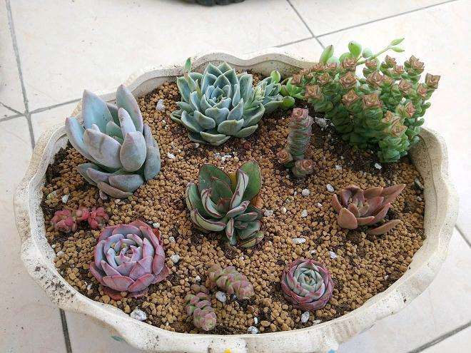 多肉浇水跟用的盆土环境有什么关系