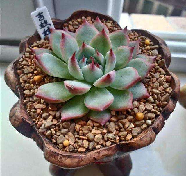 我大盆的多肉 一个月浇一次水 怎么样