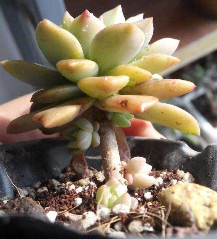 我大盆的多肉 一个月浇一次水 怎么样