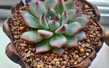 我大盆的多肉 一个月浇一次水 可以吗