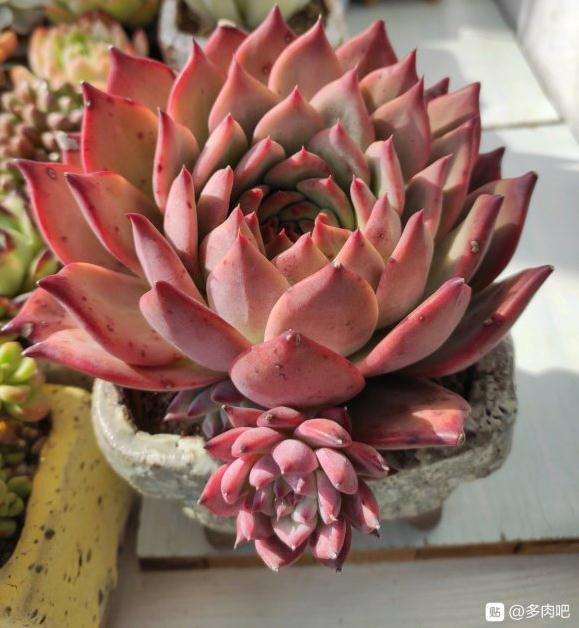 推荐3个很好养的多肉品种