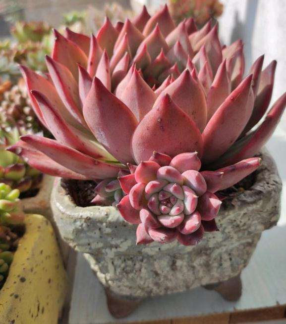 推荐3个很好养的多肉品种