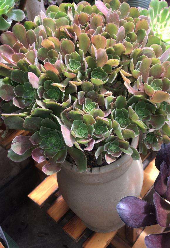 欧紫法师多肉休眠期