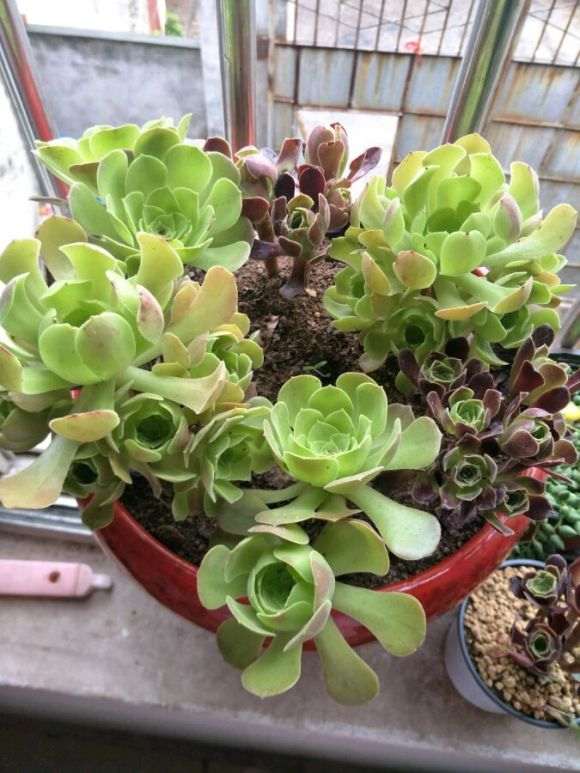 法师多肉需要施肥吗