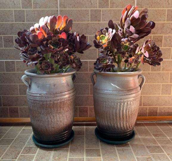 法师多肉上盆以后多久可以服盆