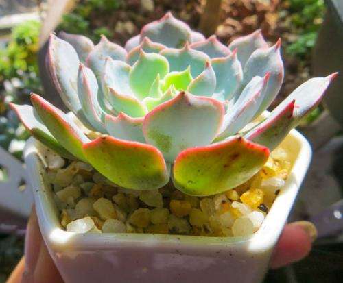 冬天搬进屋里怎么浇水的方法 图片