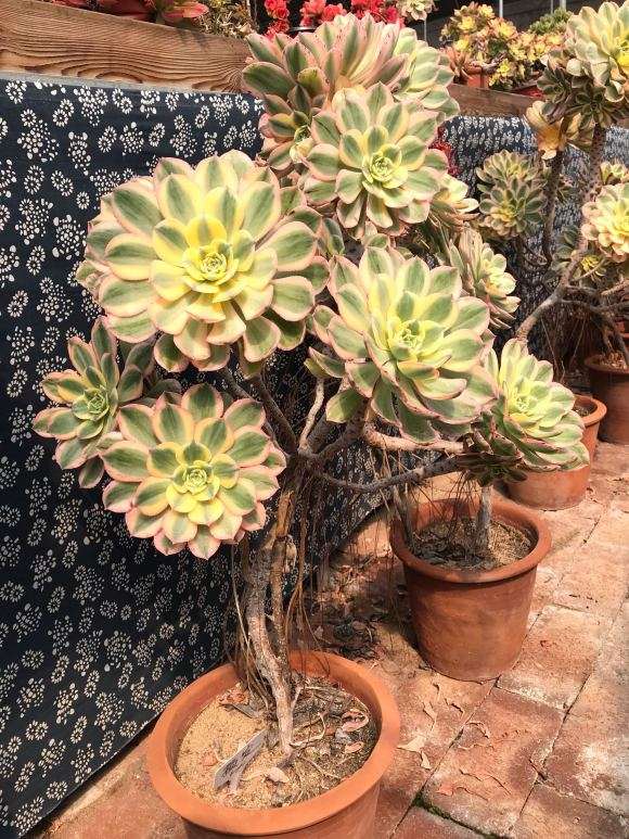 养护了8年灿烂法师多肉的老桩