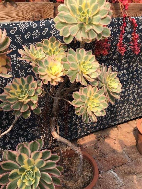 养护了8年灿烂法师多肉的老桩