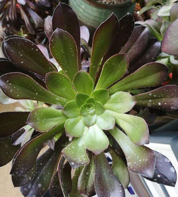 我养护法师多肉的3个心得