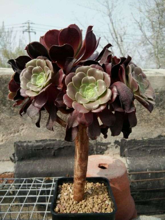 有些人说黑法师多肉有臭味