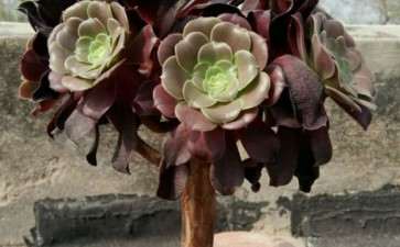 有些人说黑法师多肉有臭味 是真的吗