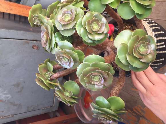 这是法师多肉吗 有人说是韶秀