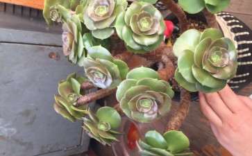 这是法师多肉吗 有人说是韶秀 图片