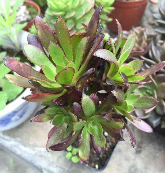 我养的法师多肉植物 怎么样 图片