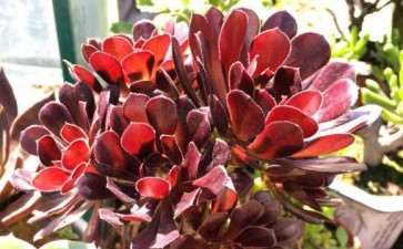 我养的法师多肉植物 可以吗 图片